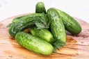 Half Sour Pickles,19lb (new)
